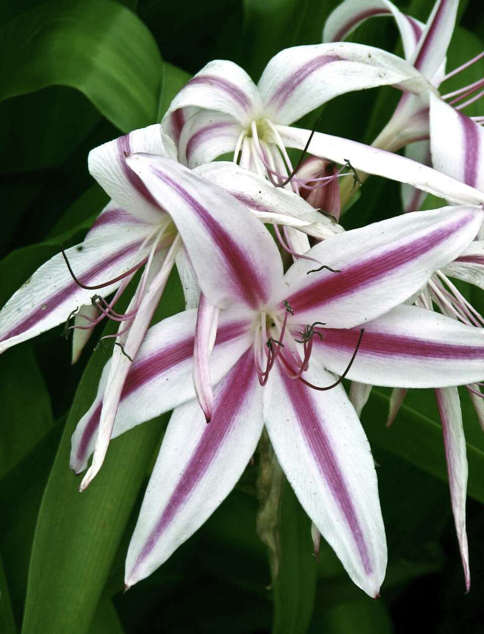 SAWS offers 100 plant coupons for spring