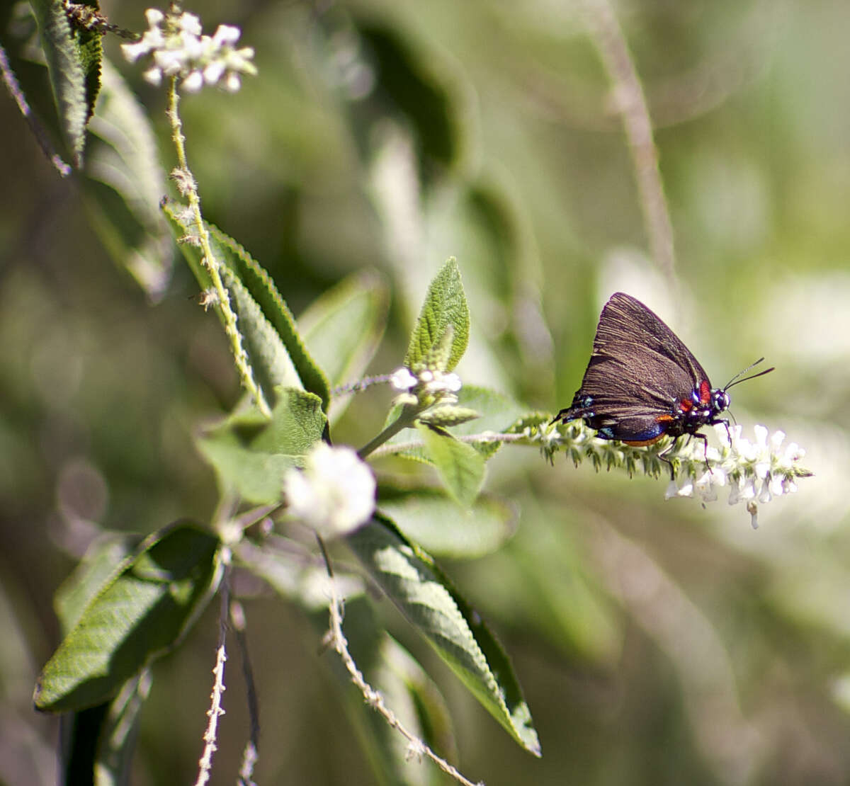SAWS offers 100 plant coupons for spring