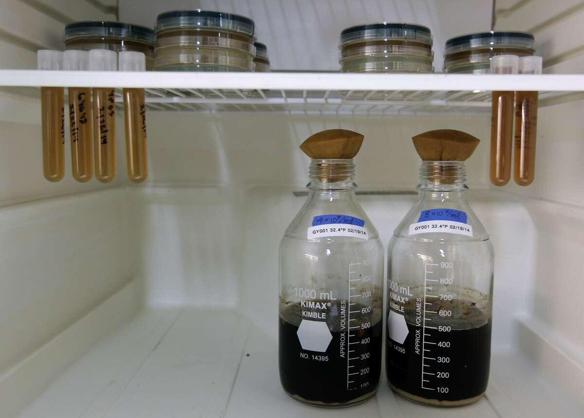 Yeast lab hunts for Bay Area brewing flavor