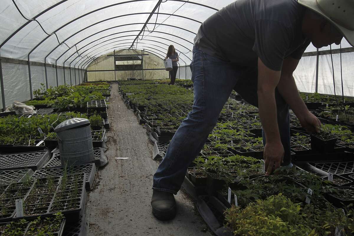 Joanne Krueger, left, carries fertilizer for plant starts as Dan Lehrer organizes seedlings in one of their green houses Feb. 25, 2014 at Flatland Flower Farm in Sebastopol, Calif. Lehrer and Krueger moved out to Sebastopol to try organic farming 15 years ago from their backyard farm in Berkeley. The couple bought an apple orchard and they currently have three green houses which they use to grow a variety of rare and native plant starts. They have recently added the Dirty Girl tomato plant seedling to the list of plants they sell at Ferry Plaza farmers market.