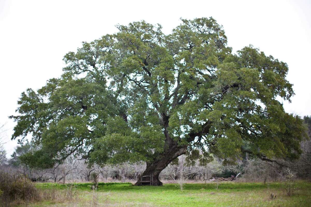 A stand of centuries-old oaks has been marked to be cut to build a highway in Snook. The family that has owned the property is trying to save the trees.