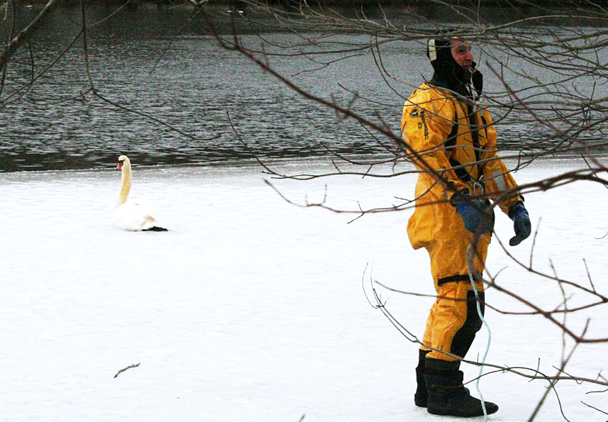 Frozen swan was a sitting duck till firefighters came to the rescue