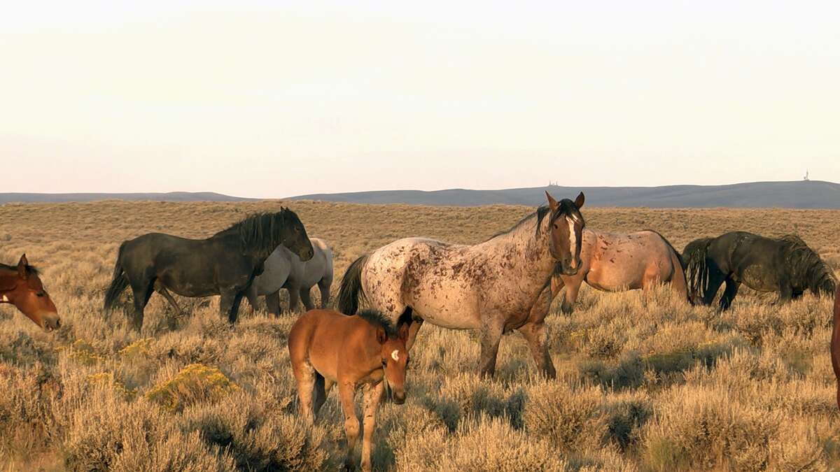 The plight of wild horses inspires documentary