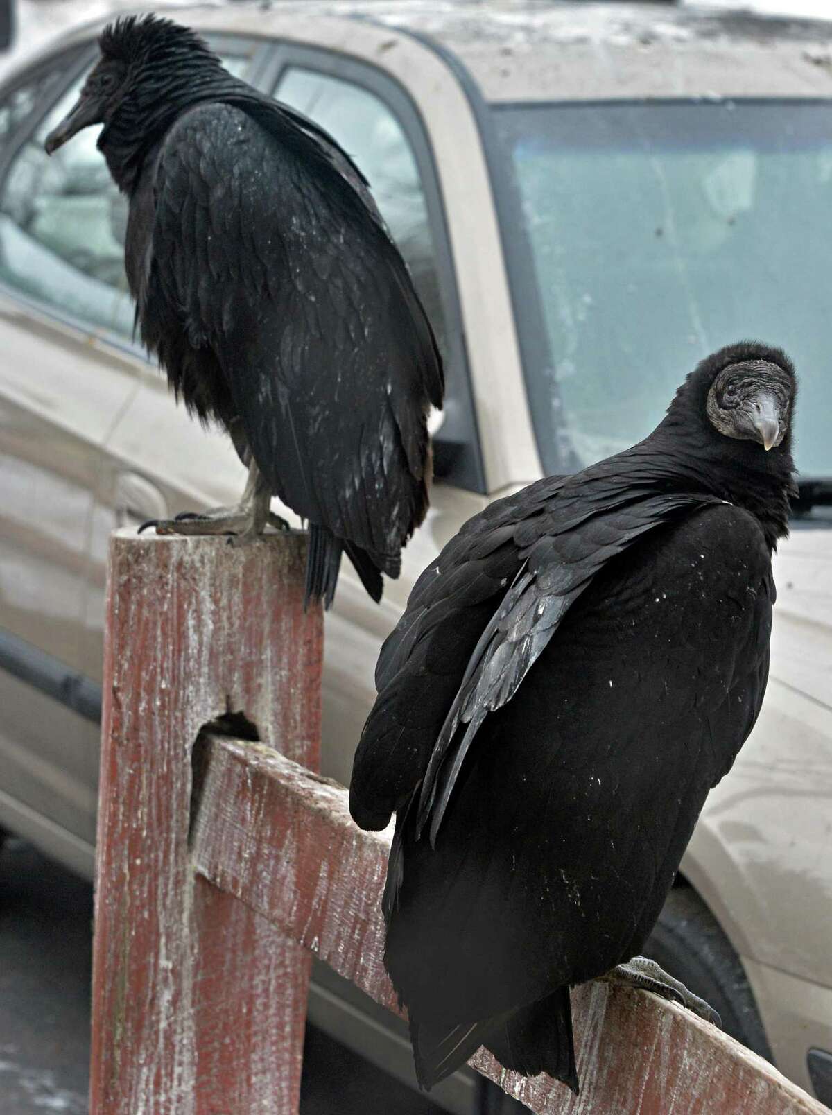 Vultures outside Patricia House's Willey Street home Wednesday March 5, 2014, in Guilderland, NY. (John Carl D'Annibale / Times Union)