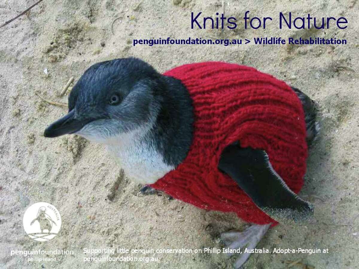 Penguins wear the sweaters to keep them warm and to stop them from preening oiled feathers.