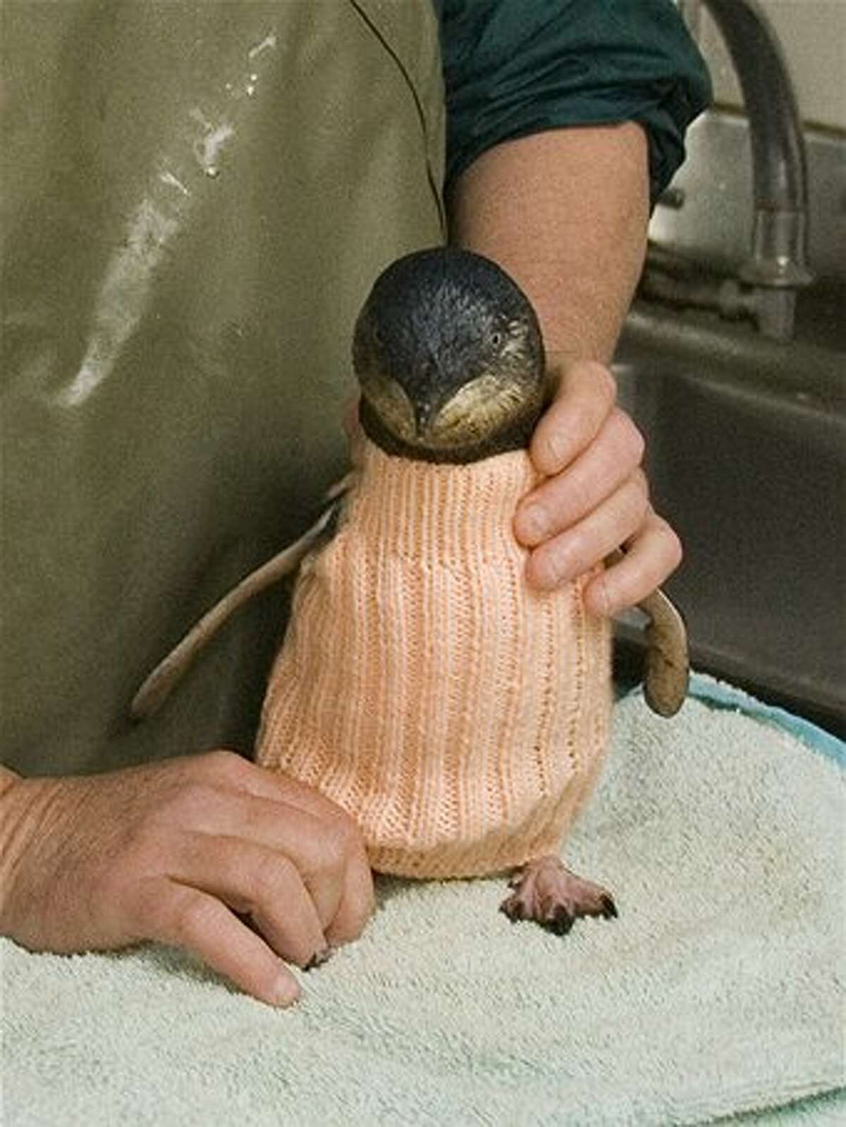 Penguins wear the sweaters to keep them warm and to stop them from preening oiled feathers.