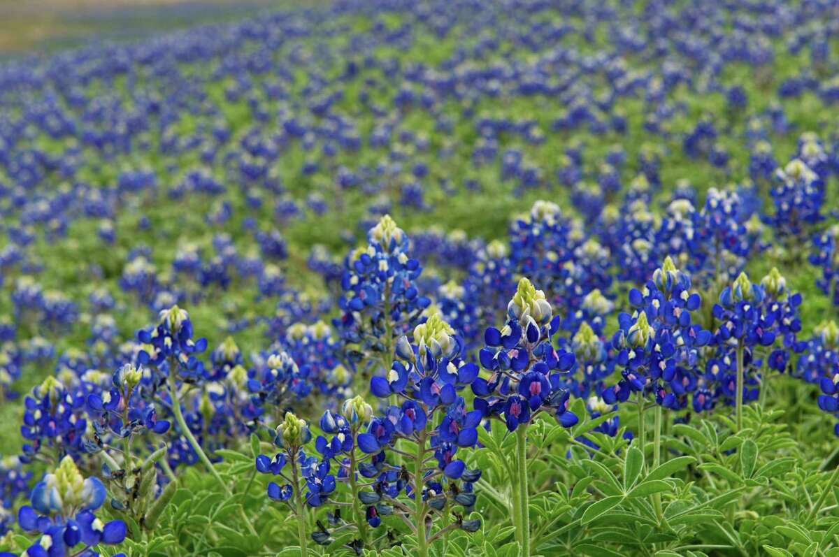 Bluebonnet forecast for 2014 looks promising