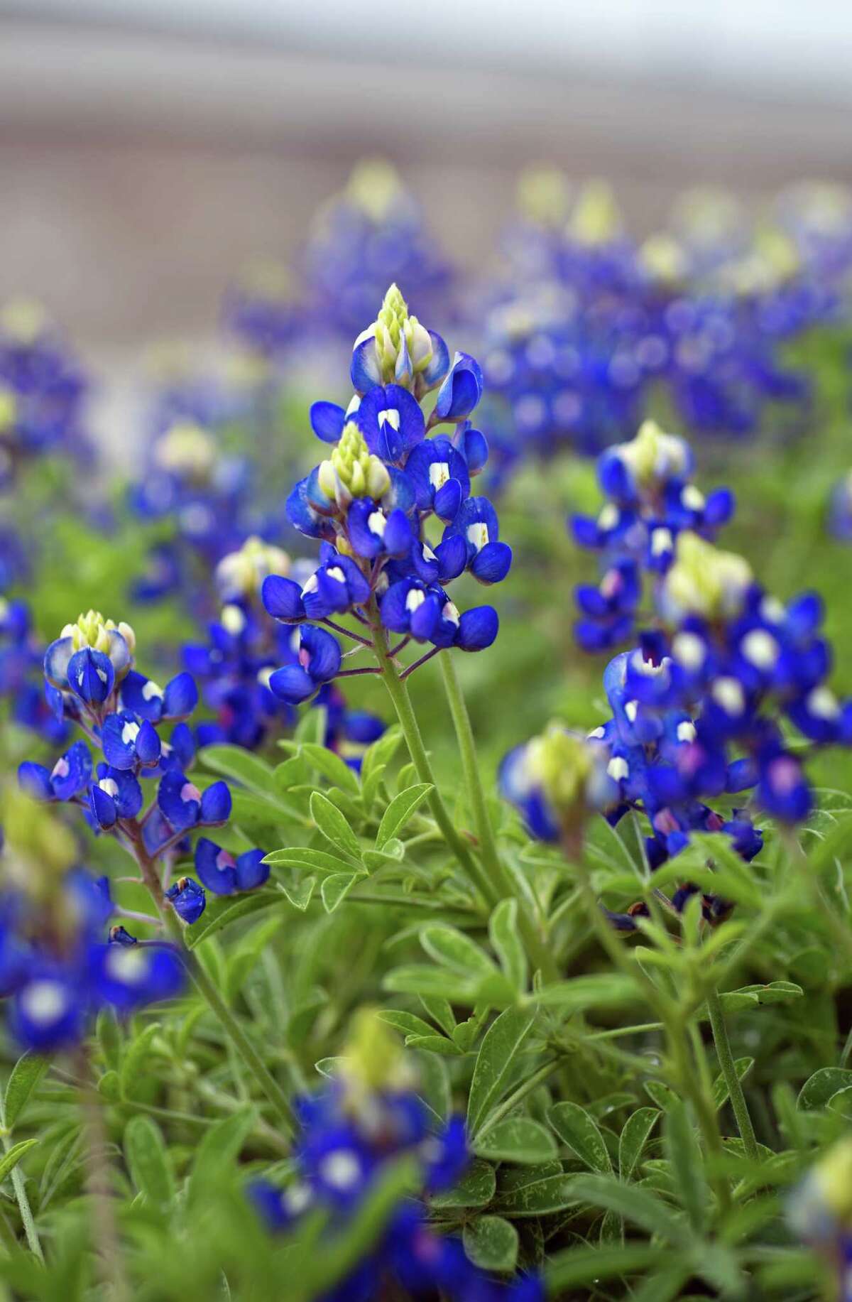 Bluebonnet forecast for 2014 looks promising