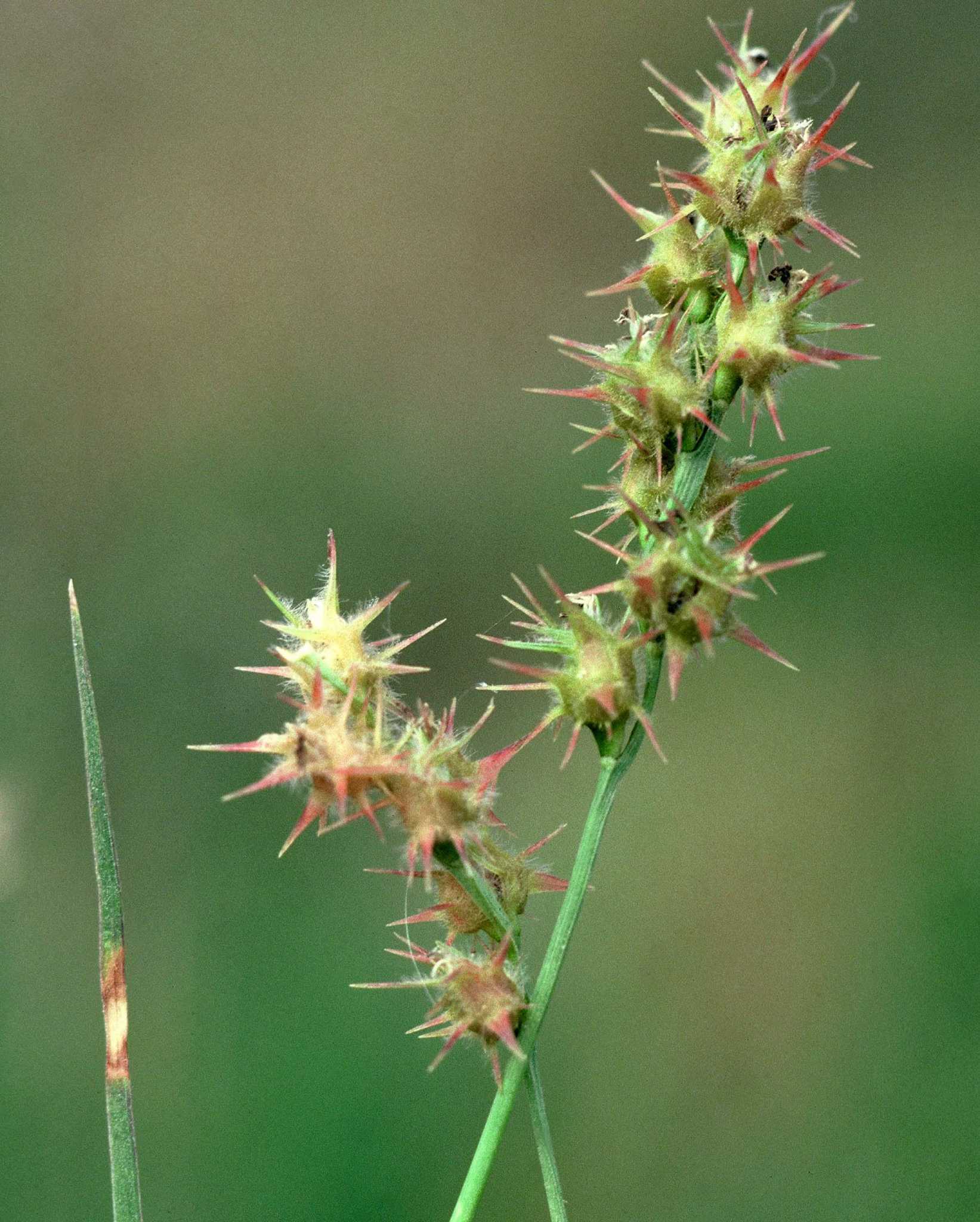 Neil Sperry grass burs, nest, transplanting Italian cypress