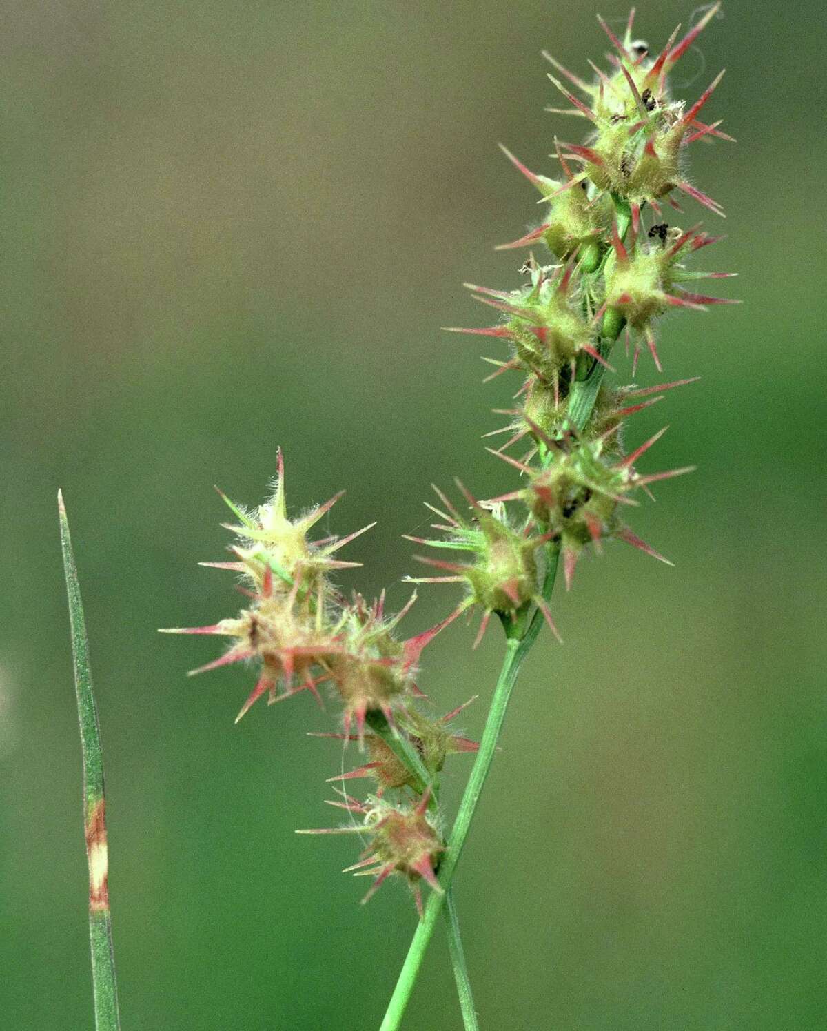 Neil Sperry grass burs, nest, transplanting Italian cypress