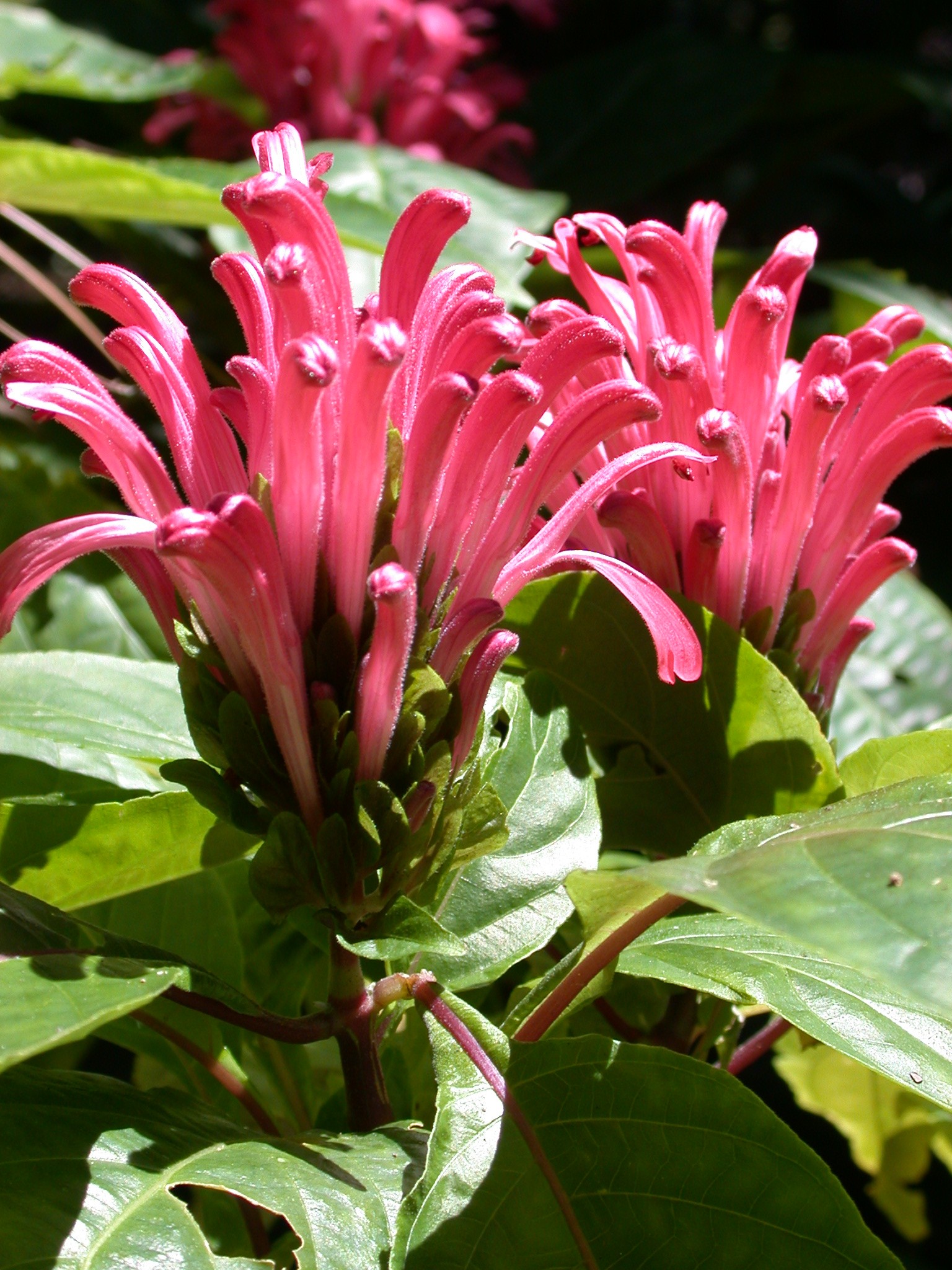 Discover new plants at Mercer's March Mart