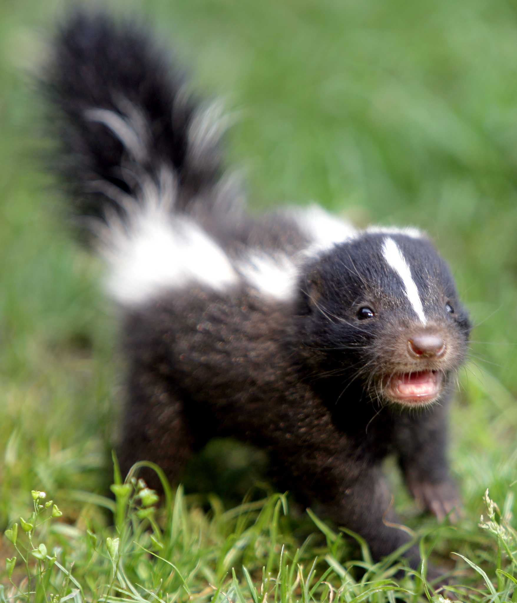 skunk-affairs-offend-humans-newstimes