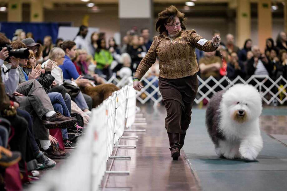 Seattle Kennel Club's 137th annual AllBreed Dog Show