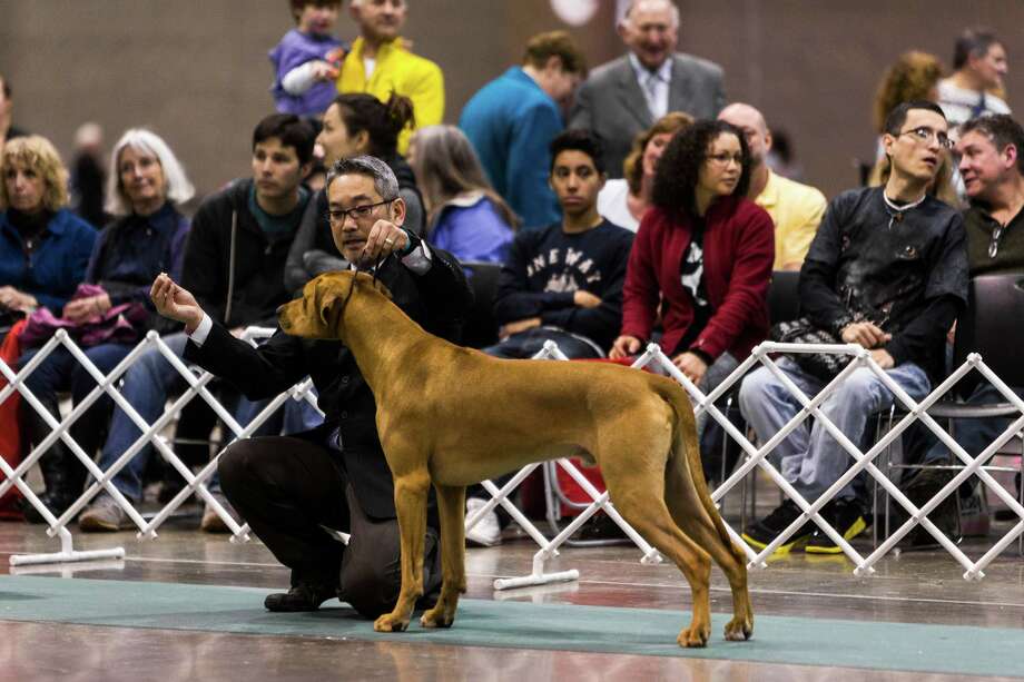 Seattle Kennel Club's 137th annual AllBreed Dog Show