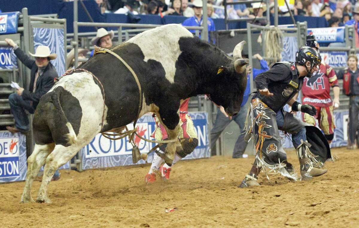 What to holler if you see a loose bull at RodeoHouston