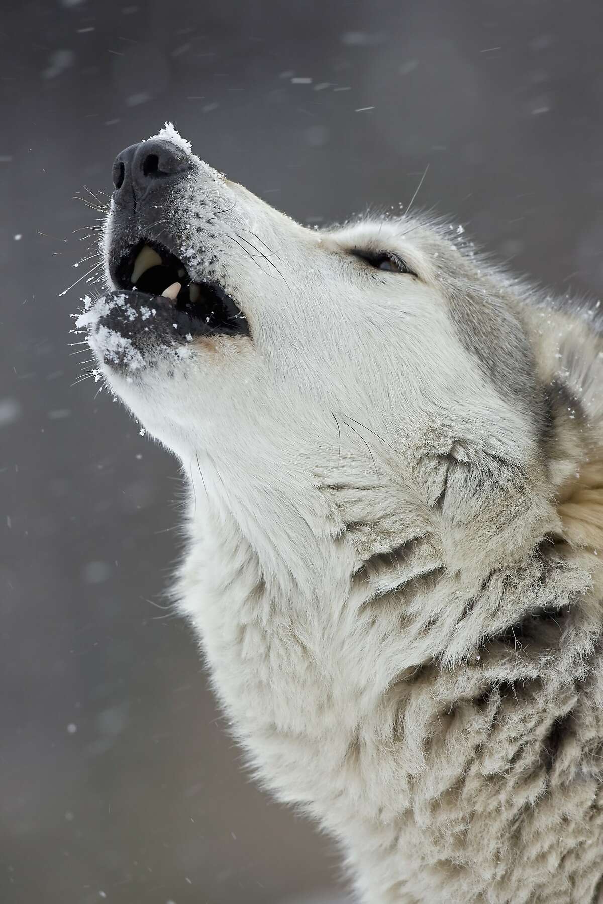 In Yellowstone, the call of the wintry wild