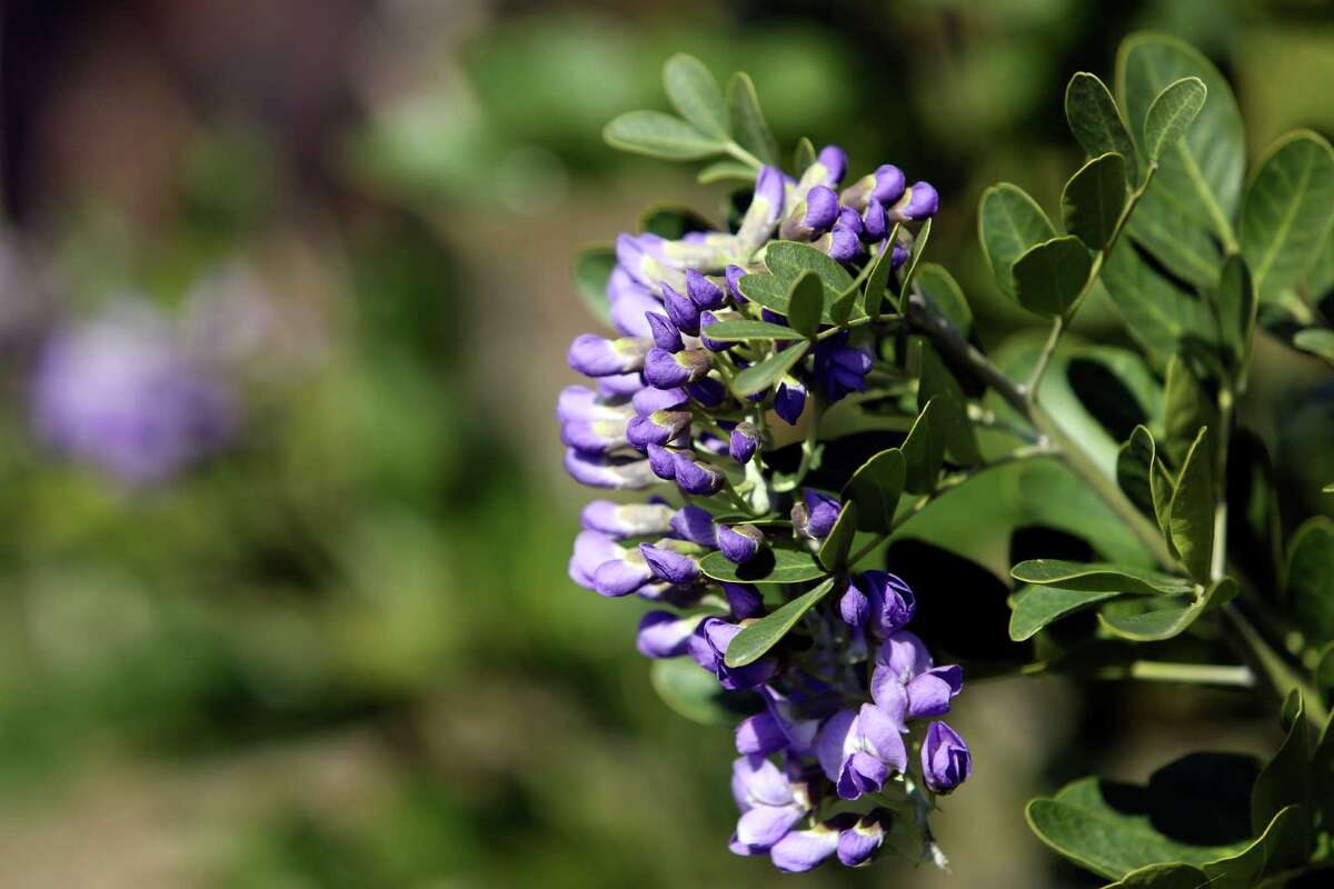 Fall 2104 WaterSaver Landscape Coupon plants for sun