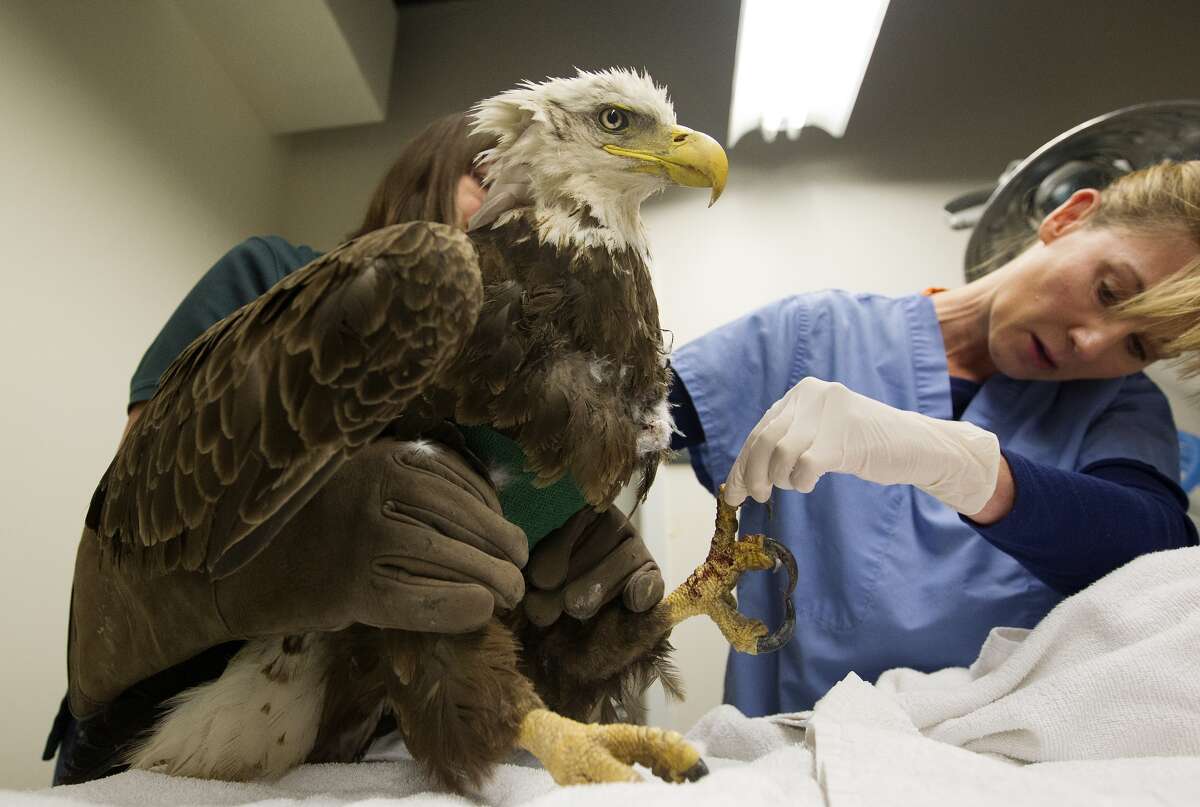 Injured Pearland bald eagle euthanized