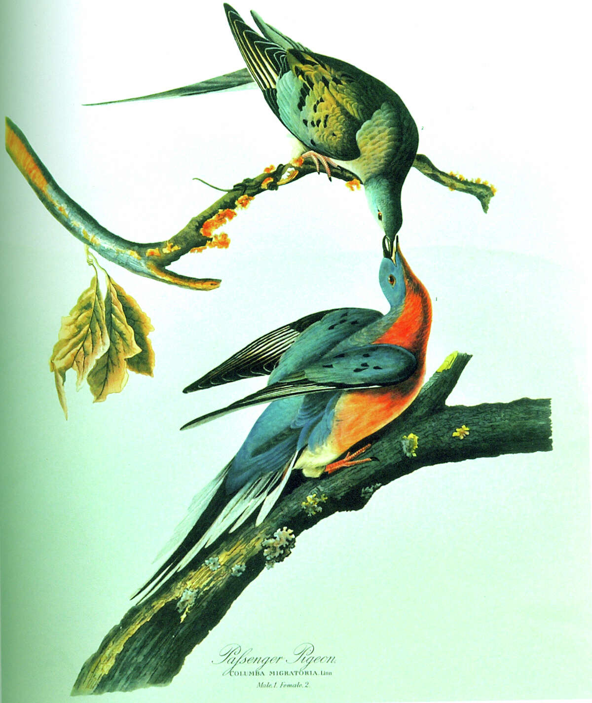 Man's slaughter of passenger pigeons a warning call for today