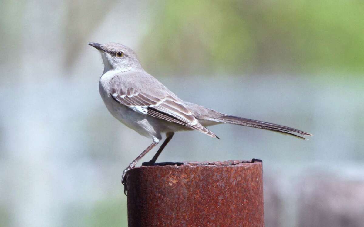 This mockingbird spent the winter on the Mims place eating hackberry and mistletoe berries and occasionally copying whistled tunes.