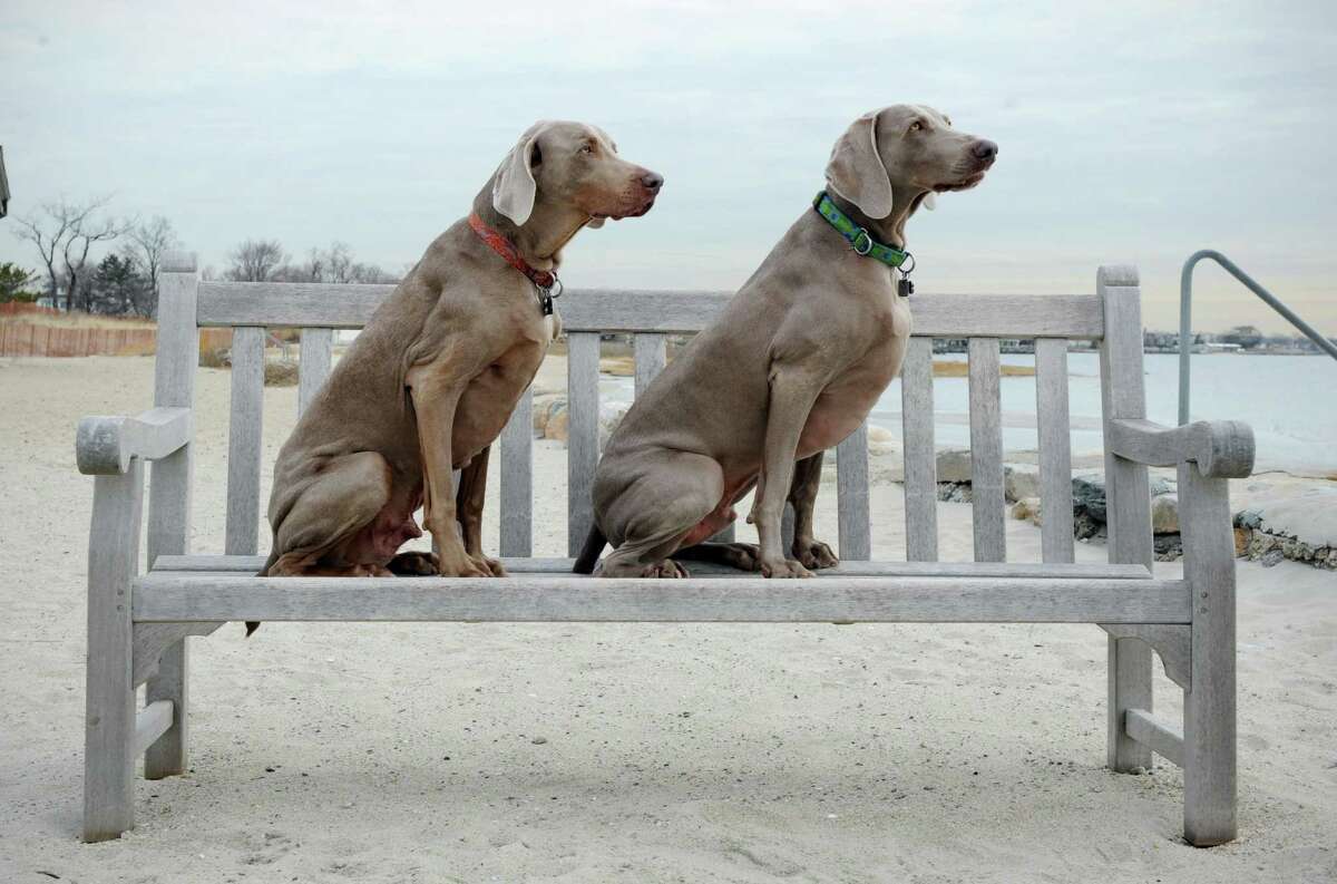 Weimaraners "The Bean" and "Cosmo" pose for their owner Elizabeth Oei after a walk at Greenwich Point in Old Greenwich, Conn. on Friday March 14, 2014.