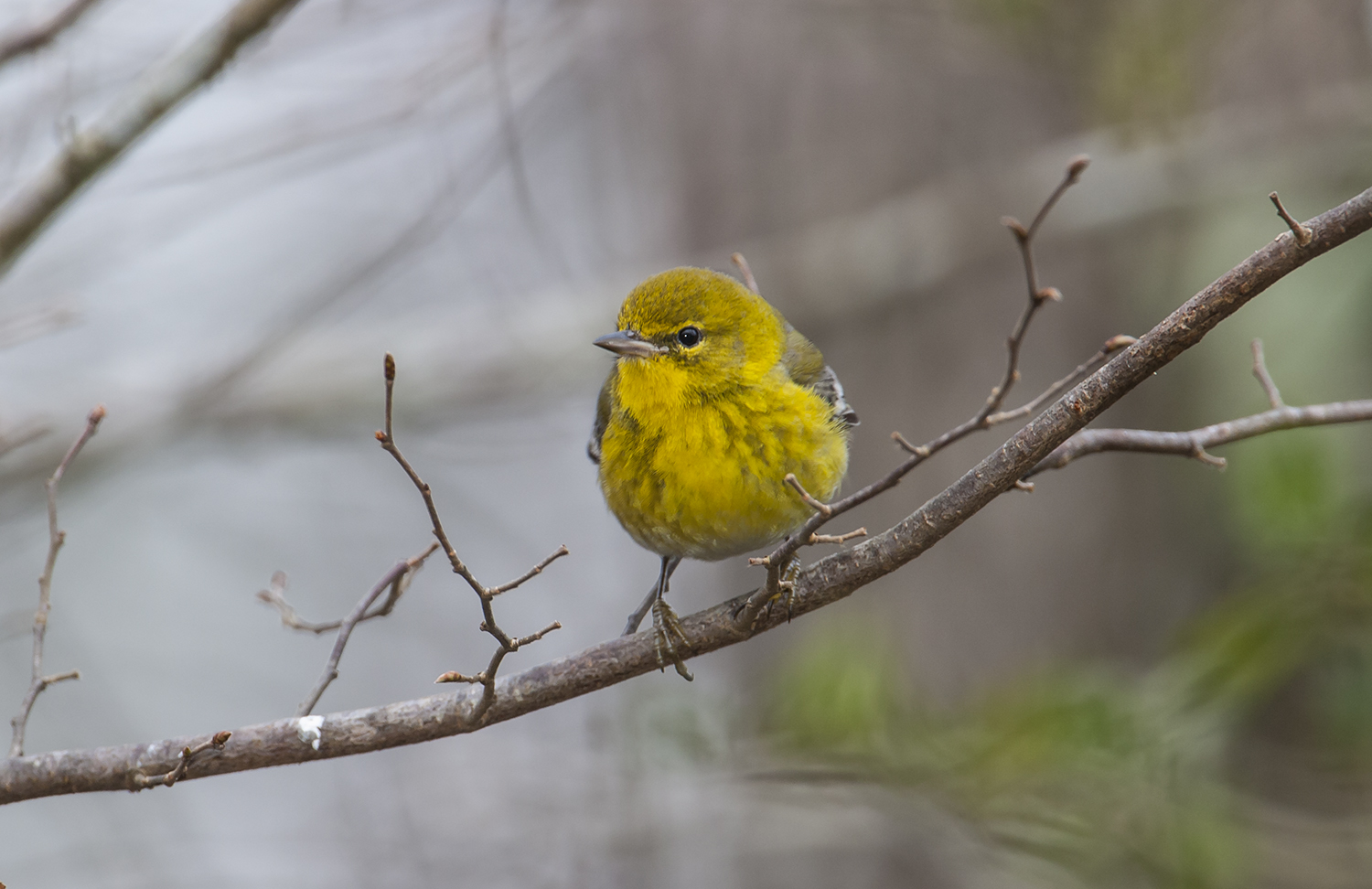 Pine warblers survive through energy and adaptability