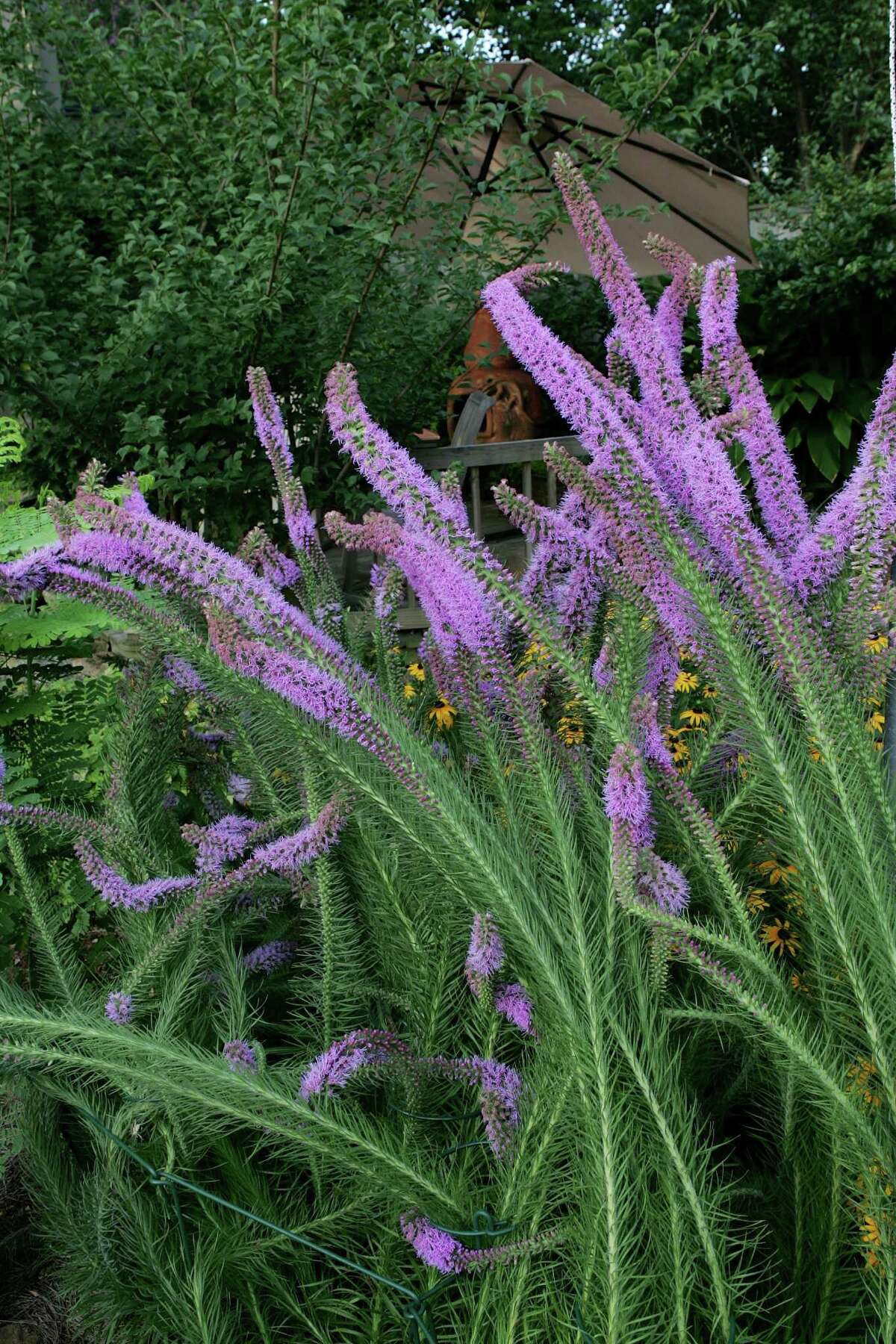 Heidi Sheesley's small front garden and large back garden at her southwest Houston home are designed and planted to attract butterflies and birds. A water pond with an overlooking deck is among the prominent features. Liatris in bloom at the edge of Sheesley's backyard pond. HOUCHRON CAPTION (08/06/2005) SECSTAR COLORFRONT: NATIVE LIATRIS.
