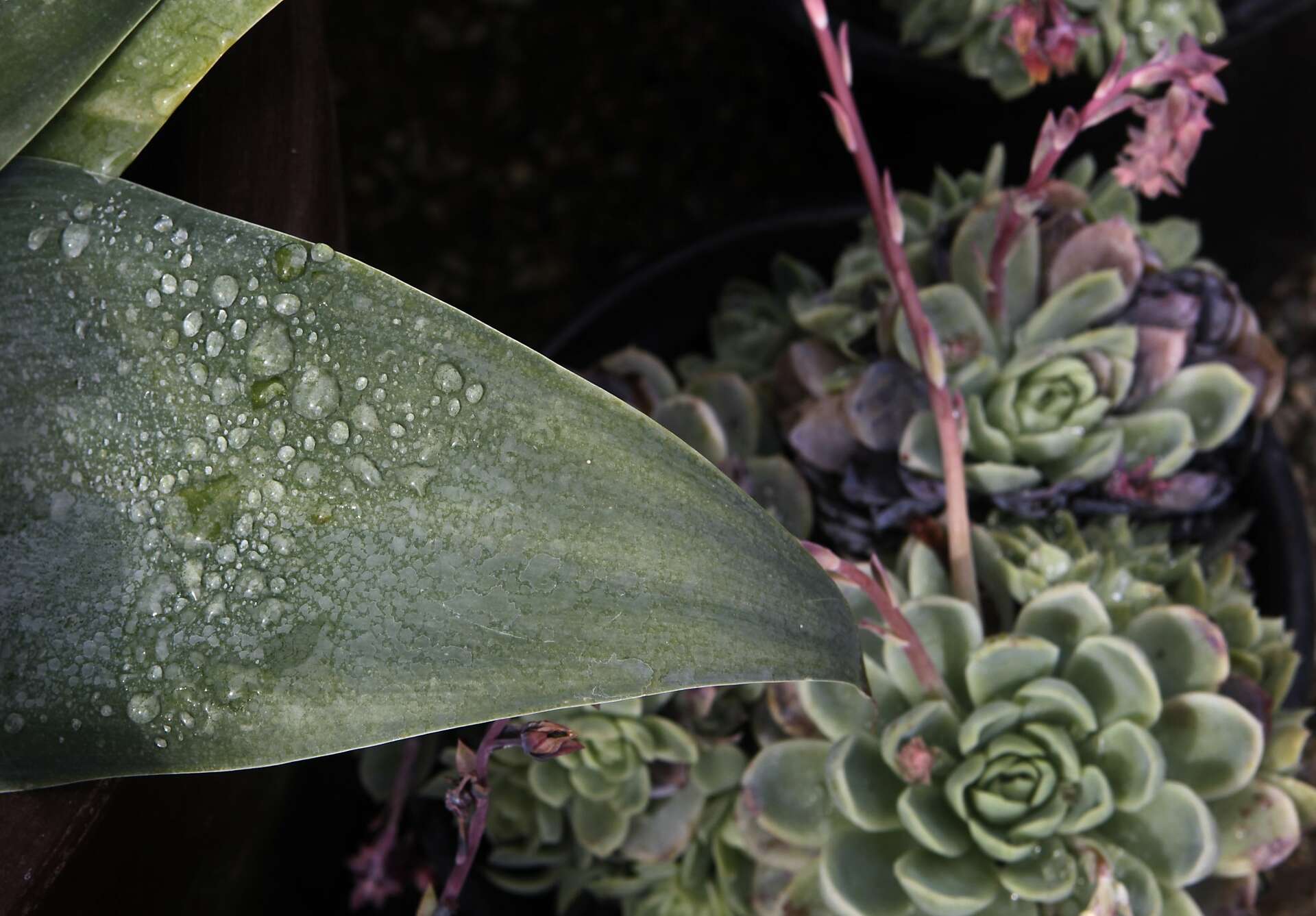 Succulent Gardens in Castroville offers about 750 varieties