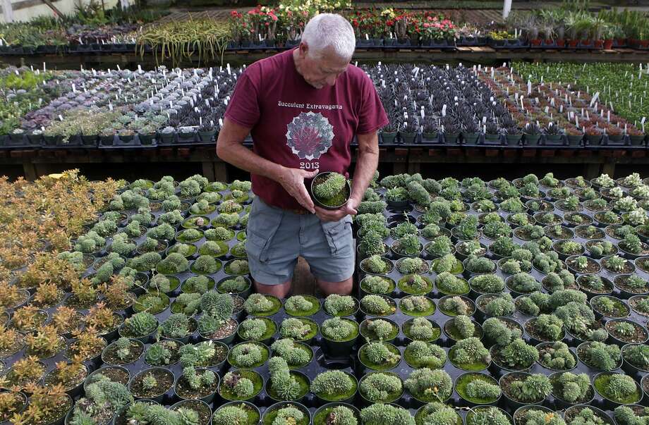 Succulent Gardens In Castroville Offers About 750 Varieties Sfgate Robin Stockwell Carries Roughly 750 Varieties Of Succulents Most Which He And His Staff