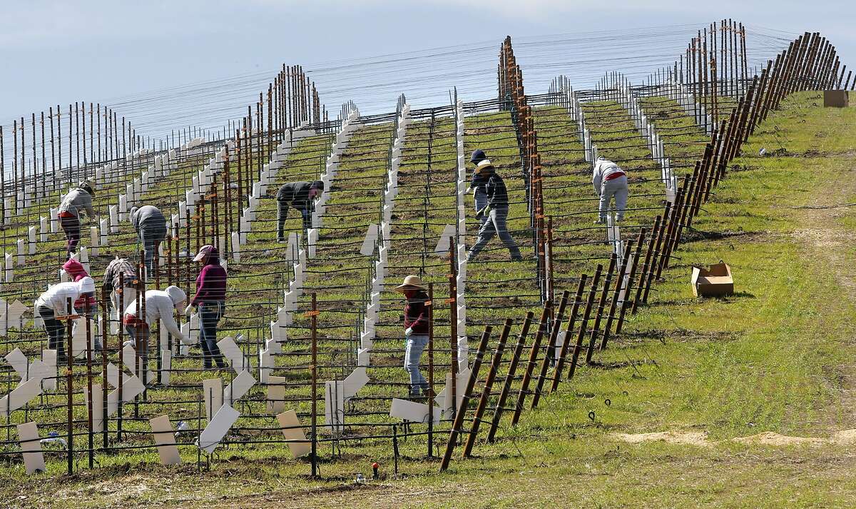 New grapes continue to be planted as workers dot a hillside along South El Pomar road in Templeton, Calif. on Friday March 14, 2014. With the current drought a bitter water fight between rural homeowners and large wineries has splintered Paso Robles and surrounding communities.