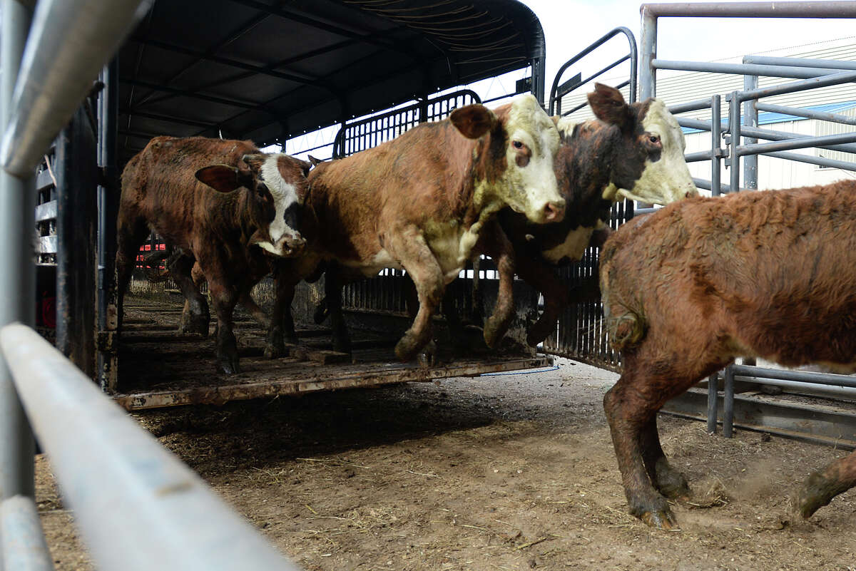 Cattle ranchers fill Ford Park for annual sale