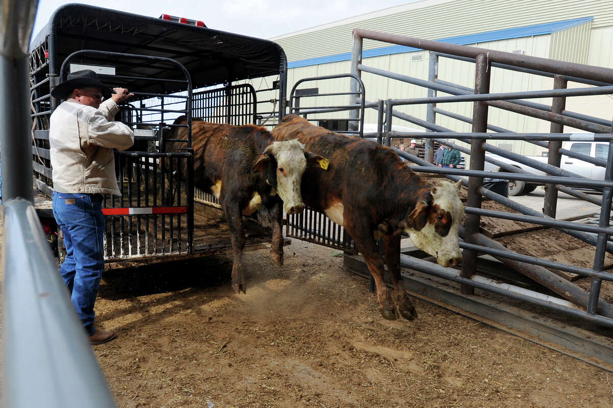 Cattle ranchers fill Ford Park for annual sale