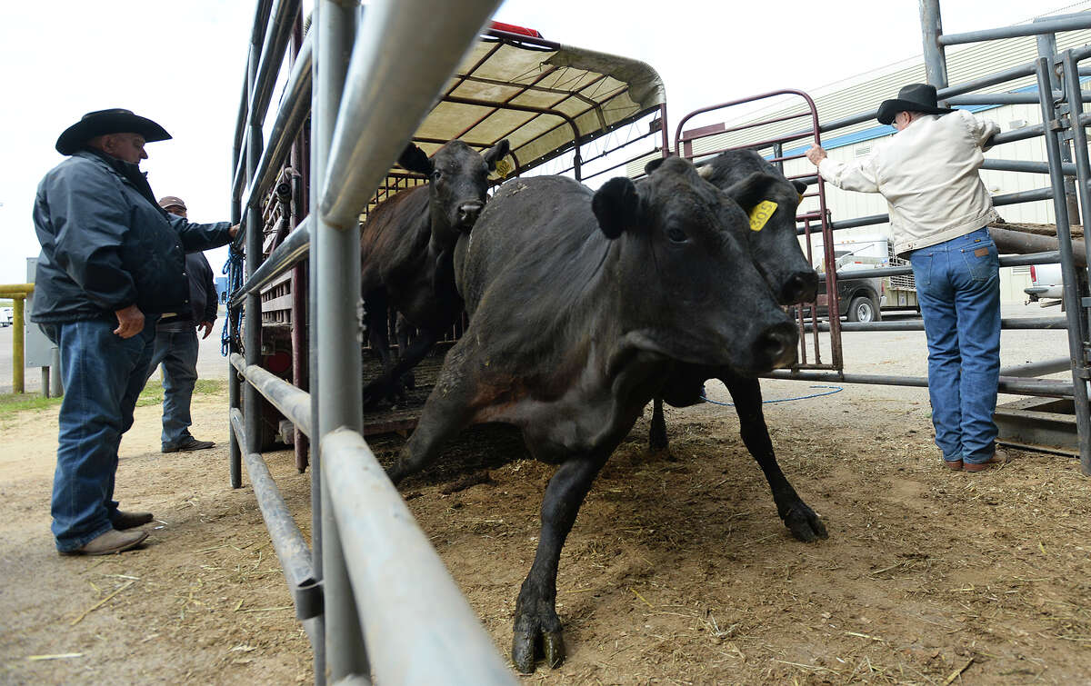 Cattle ranchers fill Ford Park for annual sale