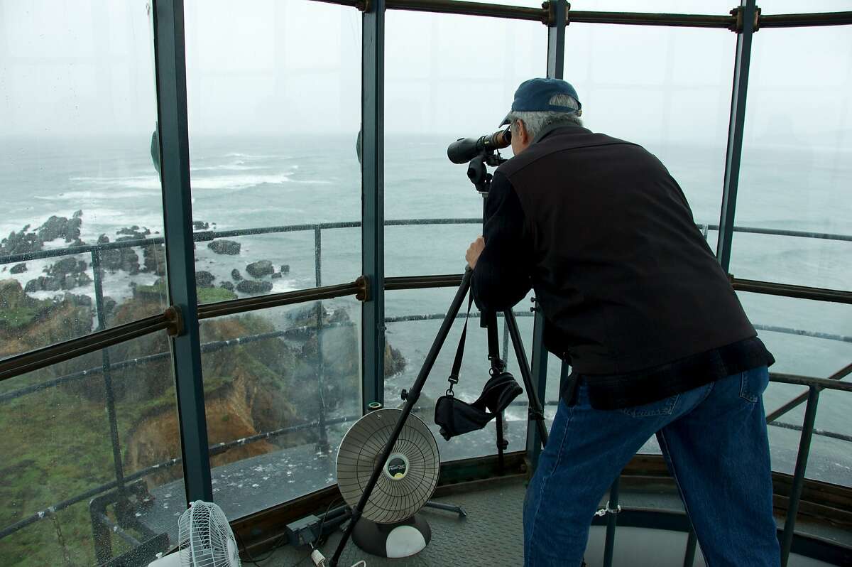 Bill Clement, a guide at the Point Arena Lighthouse, keeps an eye on basking marine life with his spotting scope.
