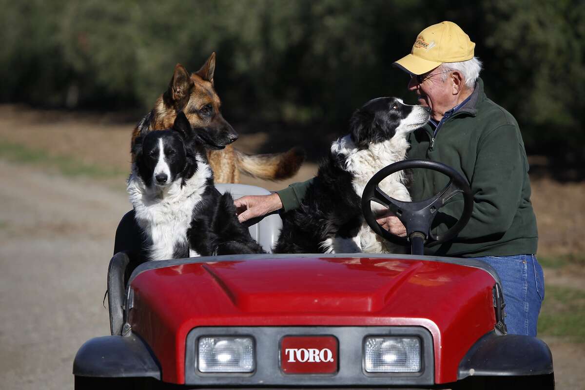 Livermore's Olivina presses on for olive oil