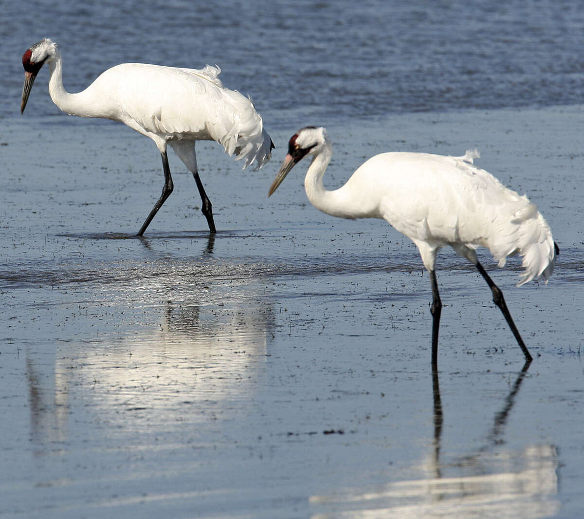 Whooping cranes feed in the Aransas National Wildlife Refuge in 2011. A flock spends the winter there every year, migrating between the refuge and breeding grounds in Canada.