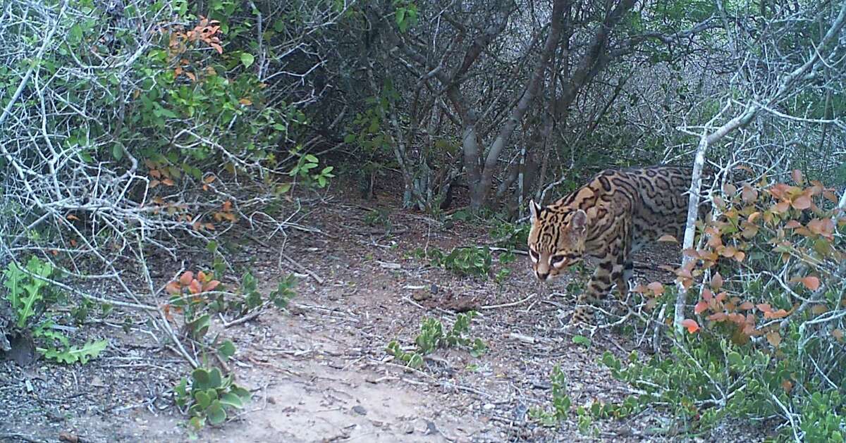 Rare ocelot kitten discovered in South Texas