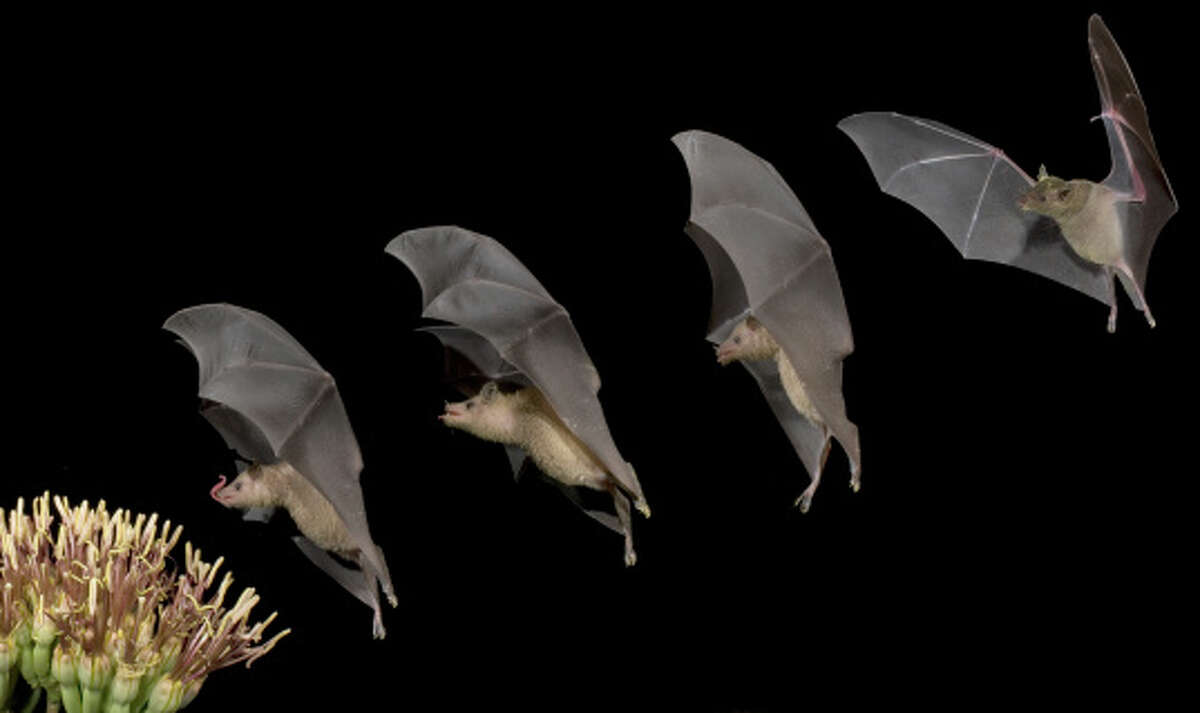 Tequila is good for you, science says