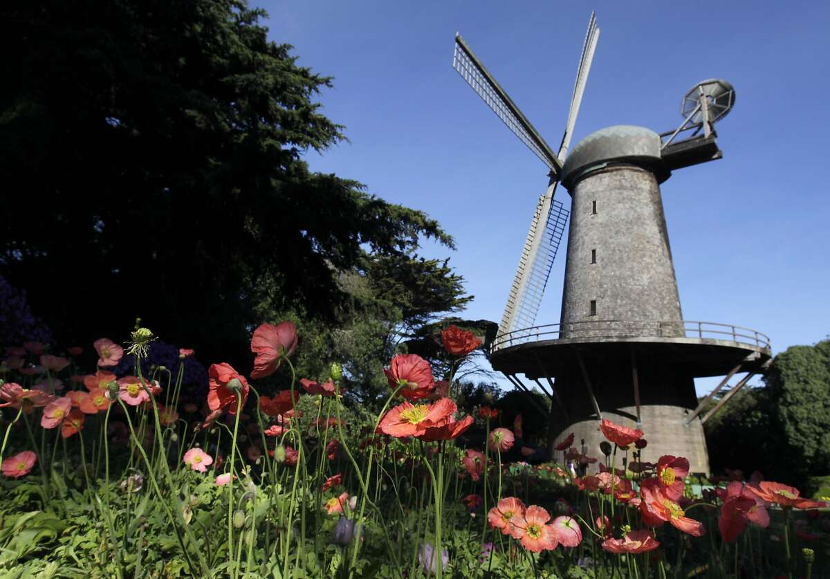 Flowers bloom in the Queen Wilhelmina Garden in front of the Dutch windmill at Golden Gate Park in San Francisco, Calif. on Wednesday, March 19, 2014. More funding is needed to renovate the windmill located on the northwest corner of the park.