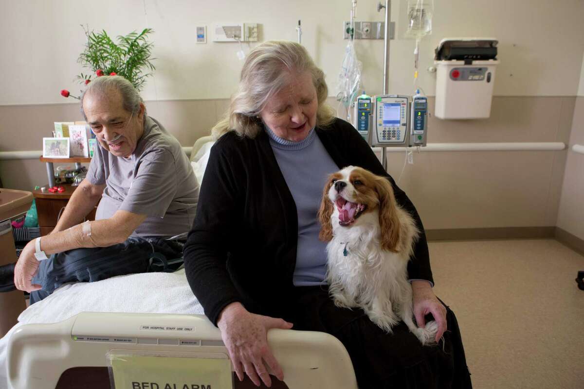 Stay, heal Curled presence of family pet helps at hospital