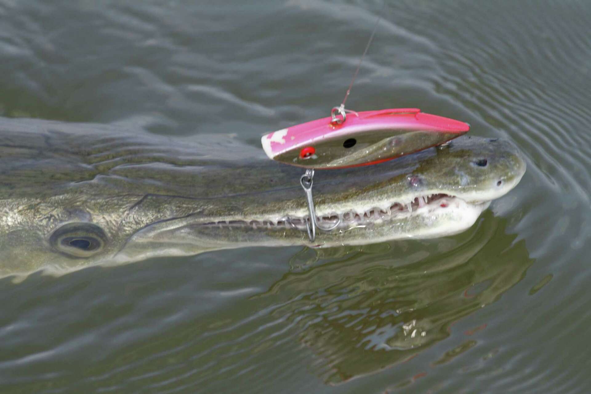 Texas' own 'Fish Whisperer' catches an 8-foot alligator gar in the Trinity  River