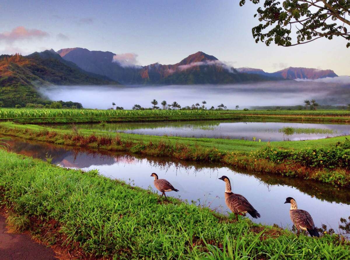 Nene, the endangered Hawaiian goose brought back from near-extinction, are seen here at dawn in the protected wetlands of the Hanalei Valley.