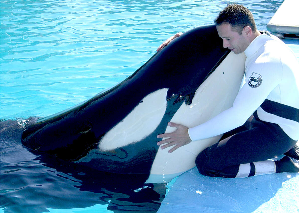 Killer Whale Dies At Seaworld San Antonio