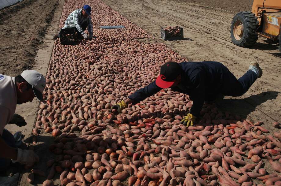 California drought How water crisis is worse for almonds SFGate