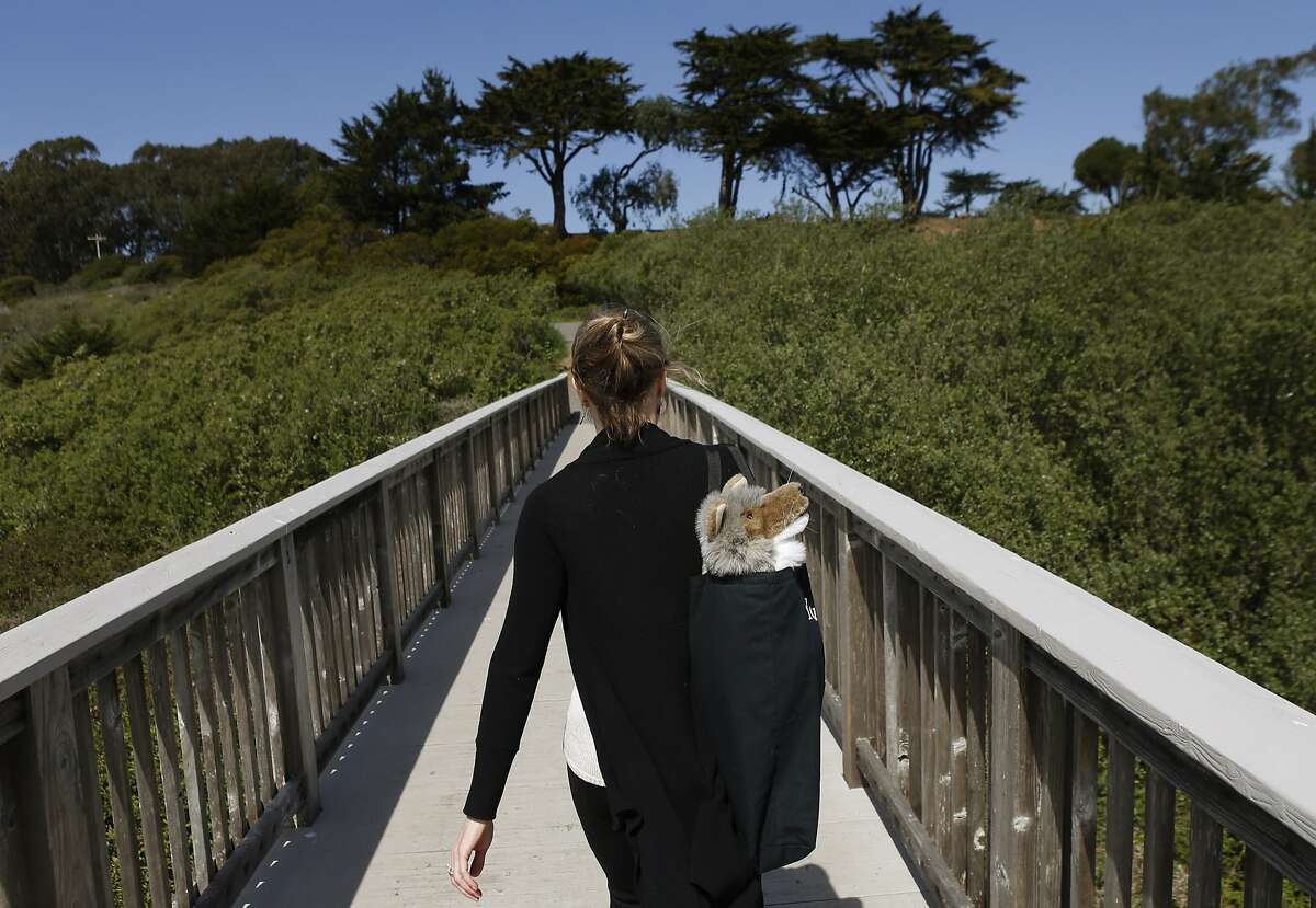 Camilla Fox, founder and executive director of Project Coyote, walks along a bridge path with her coyote puppet she uses as a teaching aid for kids at Lake Merced in San Francisco, Calif., on Thursday, March 20, 2014. City parks staff are getting training on how to deal with coyotes, which are increasingly making their presence known in city parks.