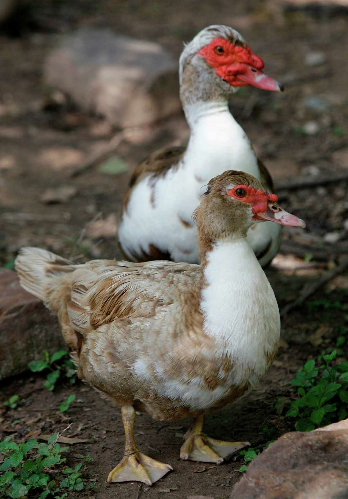 The city of Pearland is encouraging residents to destroy Muscovy ducks within its legal parameters to help address the growing problem of the aggressive species' expansion into the city. ( Melissa Phillip / Houston Chronicle )