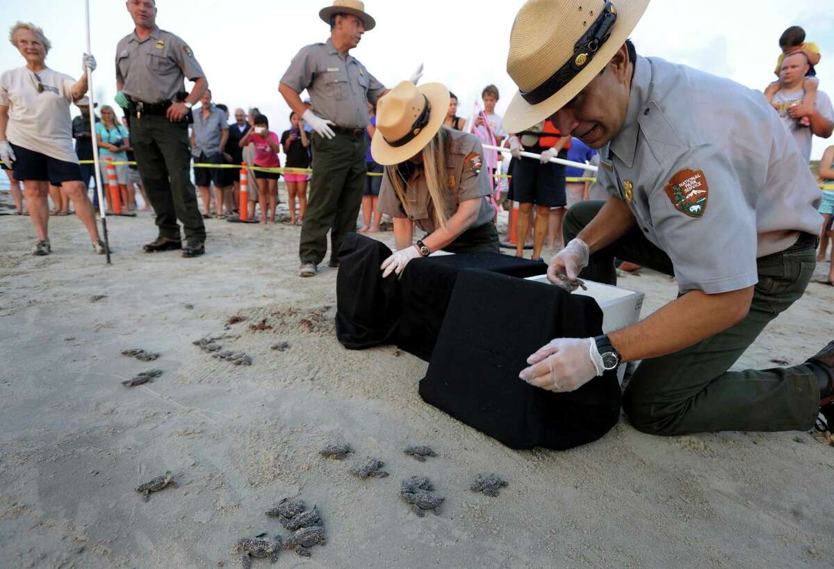 National Park Service employees release Kemp's ridley sea turtle hatchlings at Padre Island National Seashore. U.S. Fish and Wildlife will stop funding the program after this year.