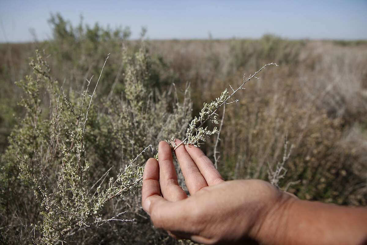 Native shrubs, like this Atriplex Polycarpa are growing well in fields that were sold by local rancher Jack Mitchell to the Atwell Island Sanctuary in Alpaugh, CA, Thursday, March 20, 2014. Farmer Jack Mitchell has sold about 2000 acres of his ranch to the Atwell Island Sanctuary which, through the Bureau of Land Management, is turning former farm land in the San Joaquin Valley back to it's natural pre-agriculture state.