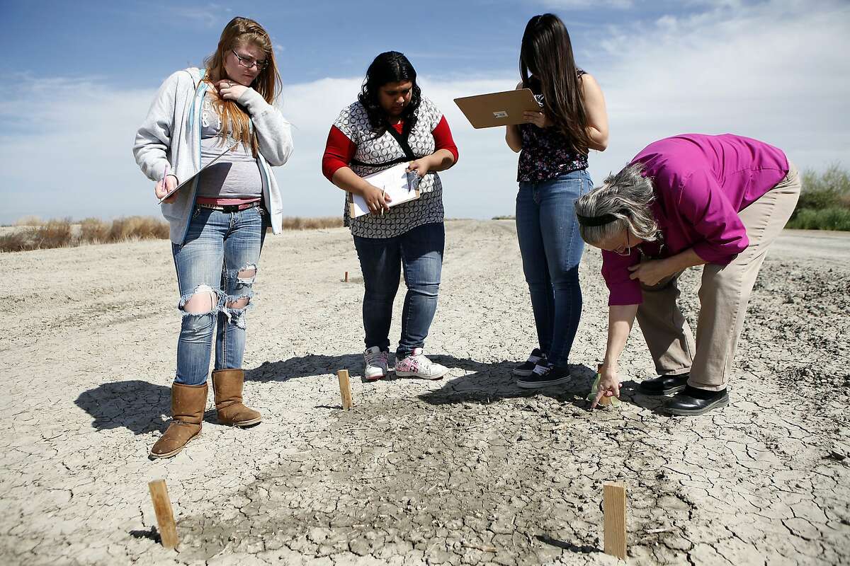 (L-R)As part of a Alpaugh High School biology class project, 10th graders Hollie Chriss, Rosa Sanchez, Alondra Bernal and substitute teacher Mrs. Atwell mark down data while checking on a plot where the students have planted native plants at the Atwell Island Sanctuary in Alpaugh, CA, Thursday, March 20, 2014. Farmer Jack Mitchell has sold about 2000 acres of his ranch to the Atwell Island Sanctuary which, through the Bureau of Land Management, is turning former farm land in the San Joaquin Valley back to it's natural pre-agriculture state.