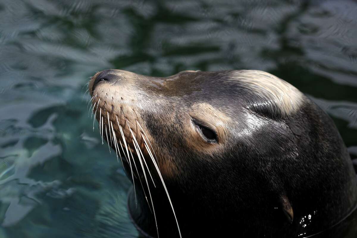 Convulsing sea lions along coast may hold clues to epilepsy